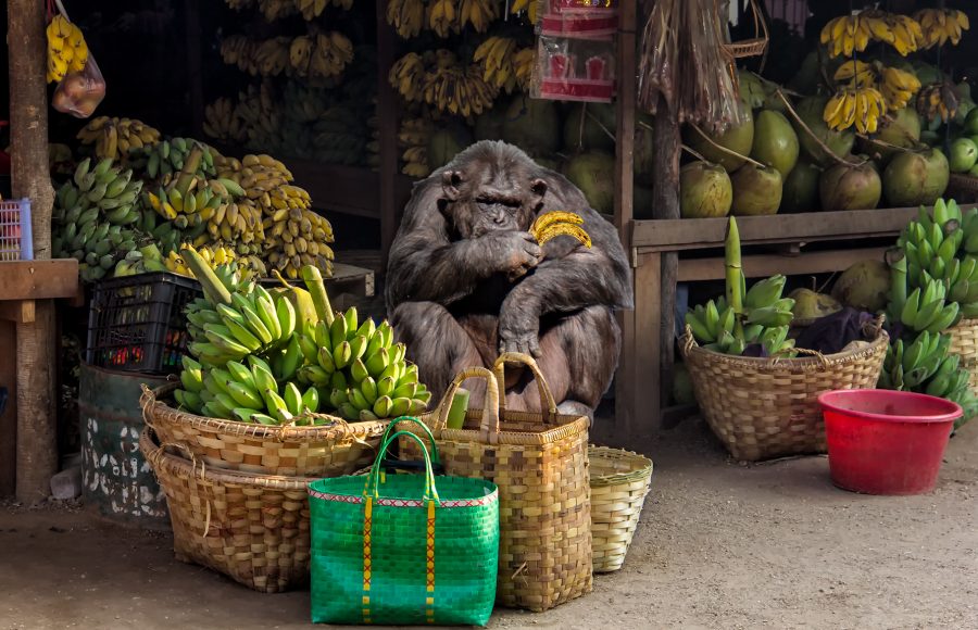The Banana Salesman - Gary Cawood