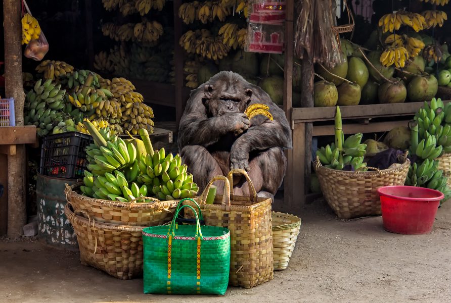 The Banana Salesman - Gary Cawood