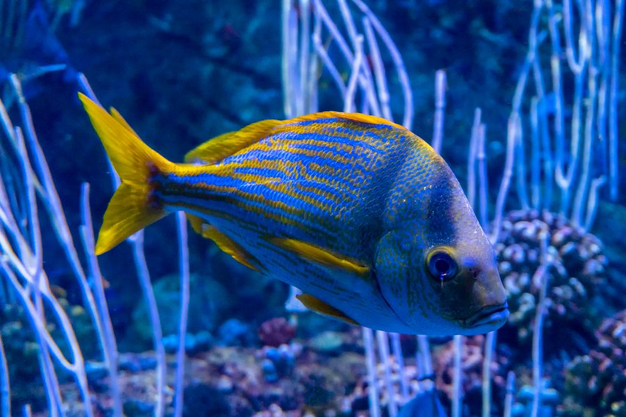 Western Pacific Coral Reef Fish - Gary Cawood