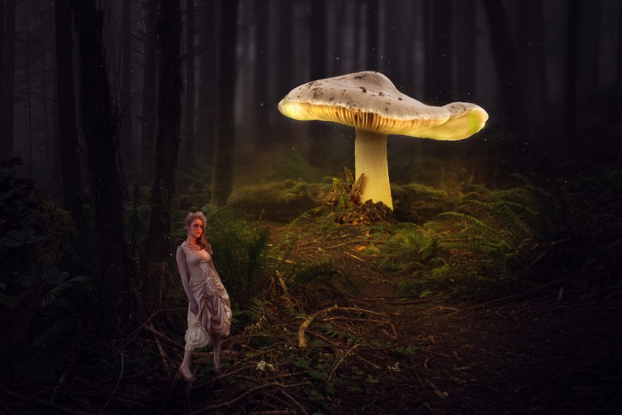 Glowing Mushroom - Don Goldman