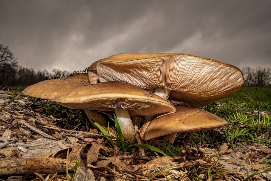 Magnificent Mushrooms - Don Goldman