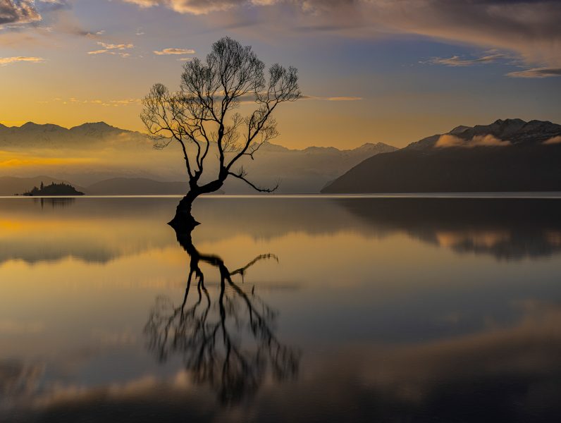 Tree in Wanaka Lake New Zealand - Don Goldman