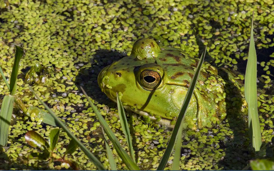 Bullfrog In Duck Weed - Truman Holtzclaw