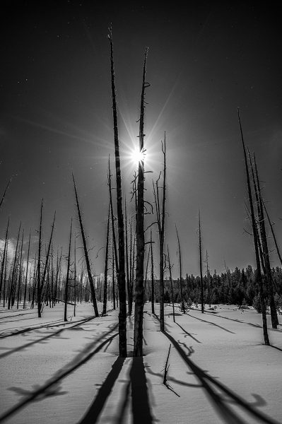 Dead Lodgepole Pines Yellowstone - Pat Honeycutt