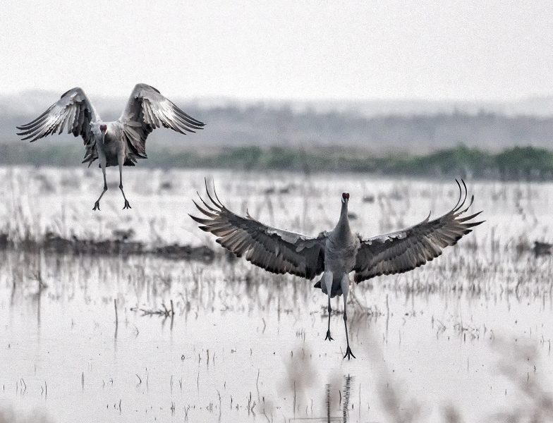 Two cranes landing - Pat Honeycutt