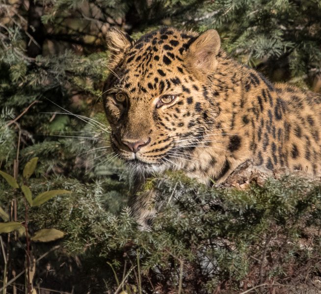 Amur Leopard - Leonard James