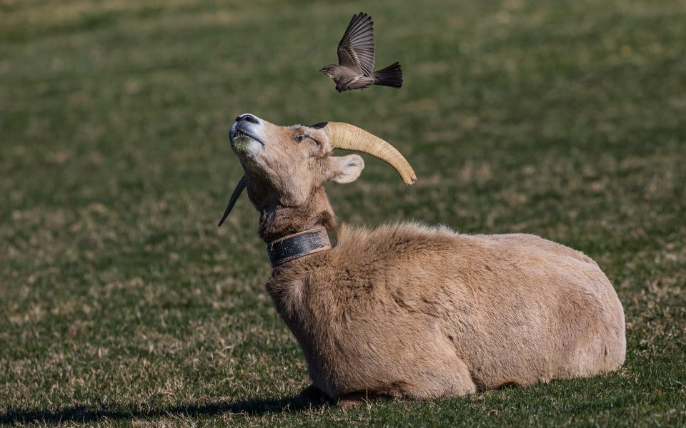 Phoebe Pestering Bighorn Sheep - Leonard James
