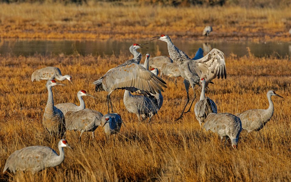 Sandhill Cranes Fighting - Julius Kovatch