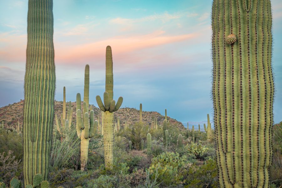 Saguaro Cacti sunset - Heather Cline