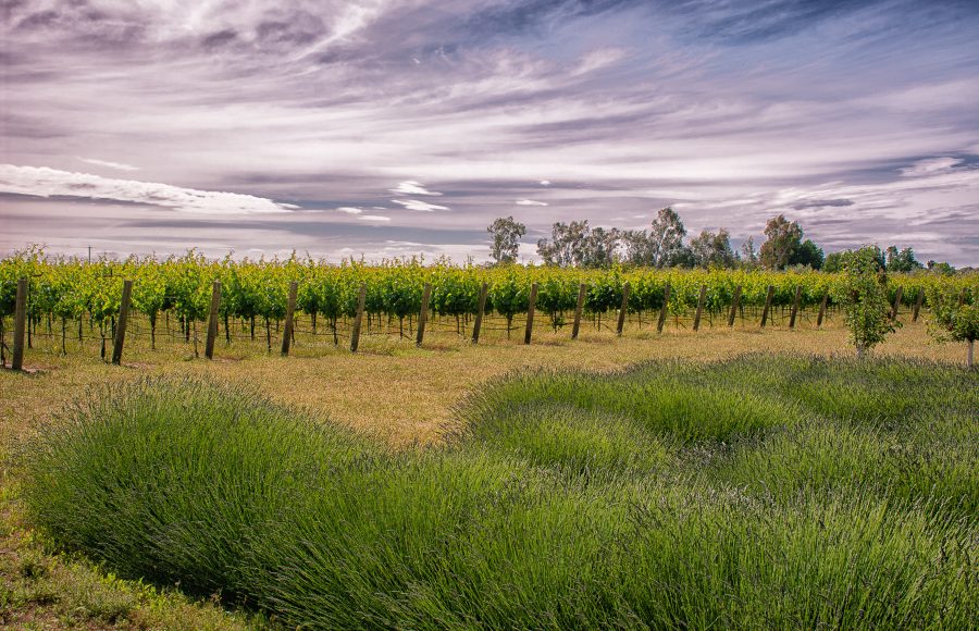 LS Sandler Anne Lavender and vines