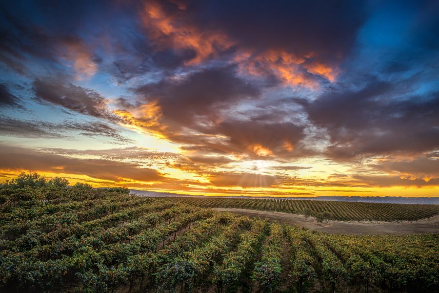 Autumn Sunset Matchbook Winery - Lucille Van-Ommering