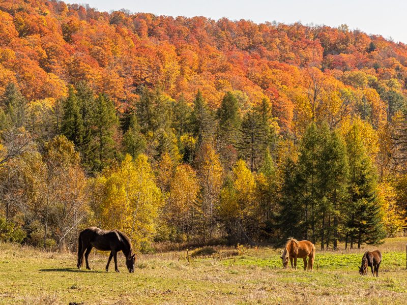 Horses in Vermont Countryside - Charlie Willard