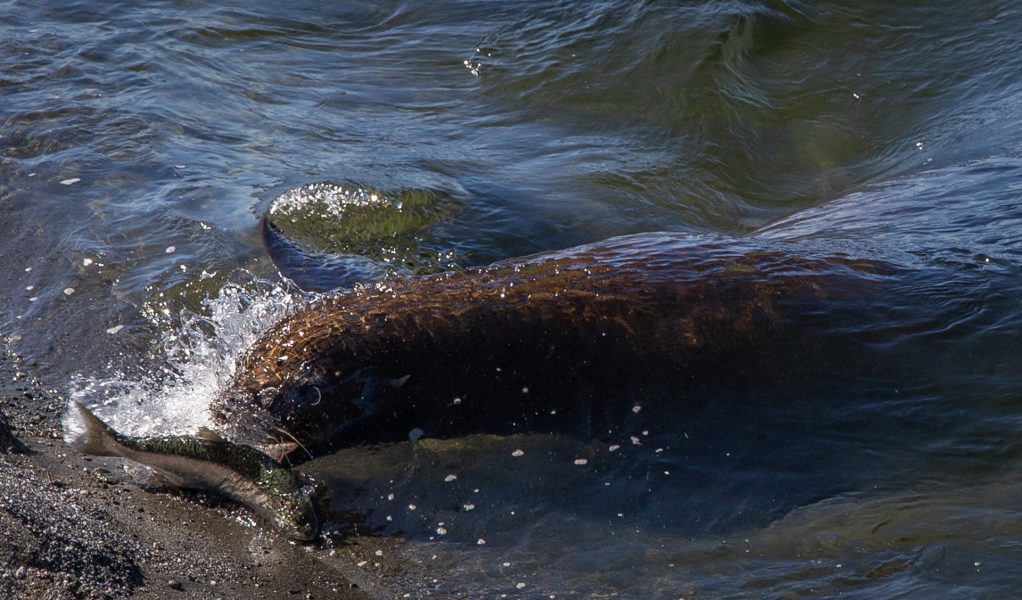 Sea lion chasing salmon onto beach - Kristian Leide-Lynch