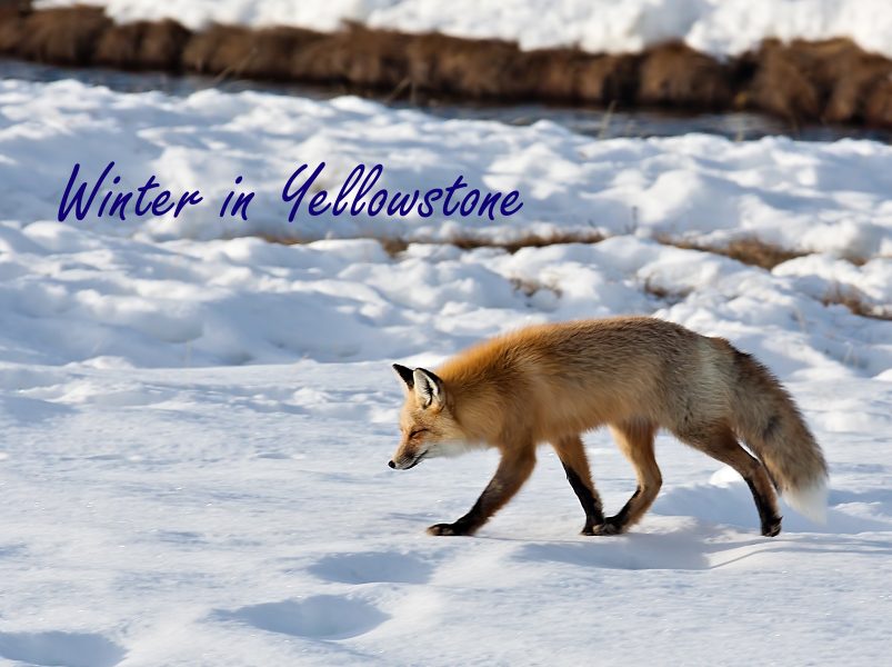 Winter in Yellowstone 01- Doug Arnold