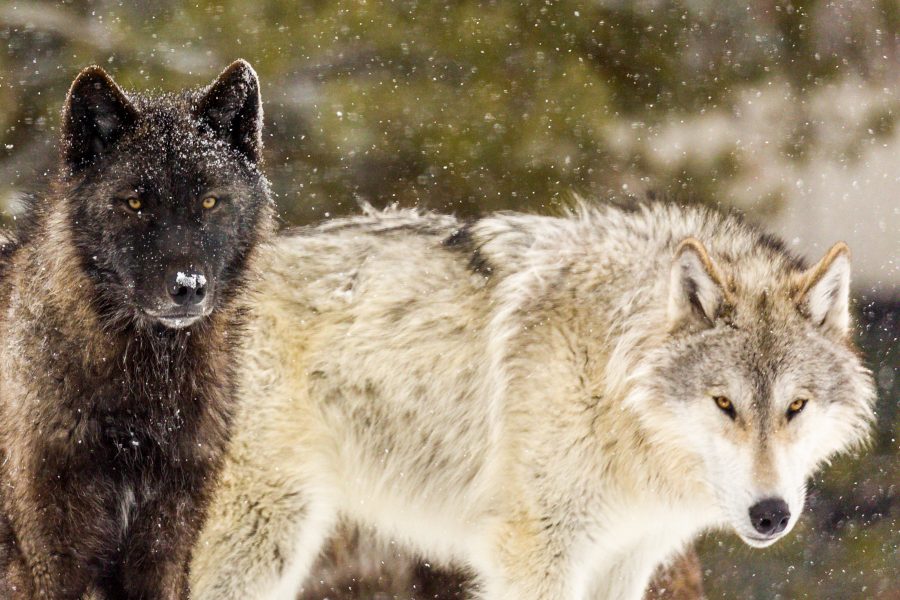Winter in Yellowstone 02 - Doug Arnold