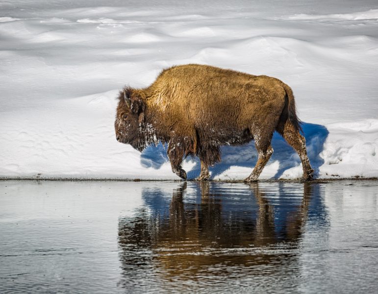 Winter in Yellowstone 04 - Doug Arnold