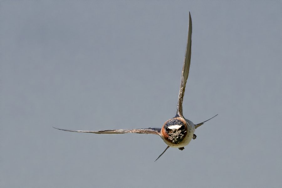 Barn Swallow in Flight with Mud - Jan Lightfoot