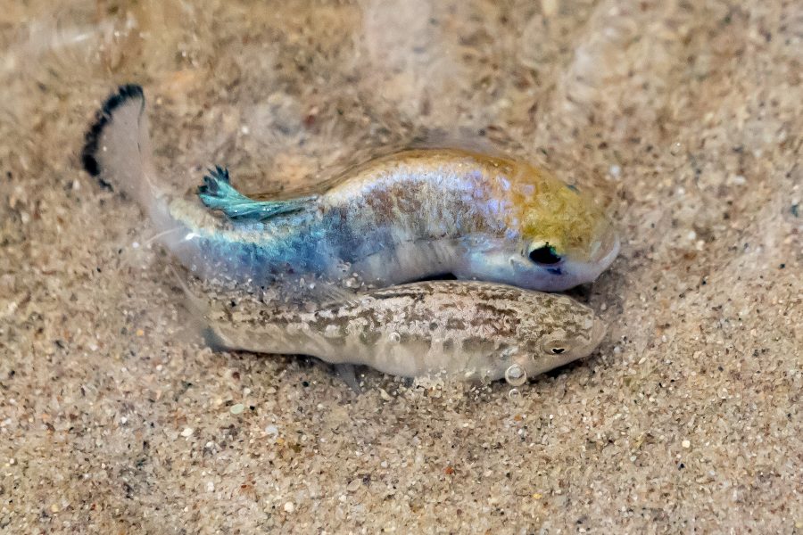 Mating Pupfish at Salt Creek, Death Valley - Jan Lightfoot