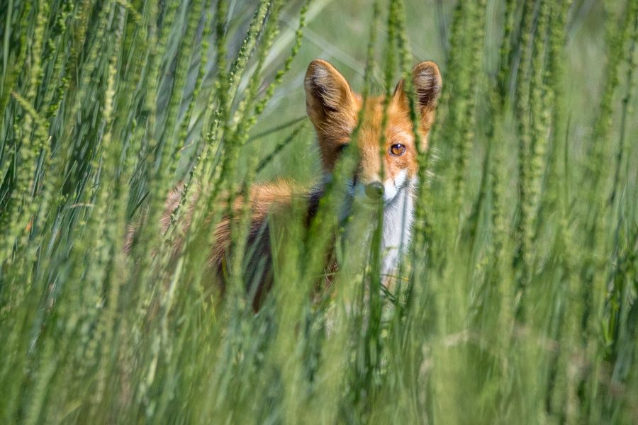Red Fox Watching Through Grasses - Jan Lightfoot