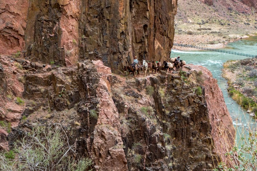 The Great Grand Canyon Mule Ride 03 - Jan Lightfoot