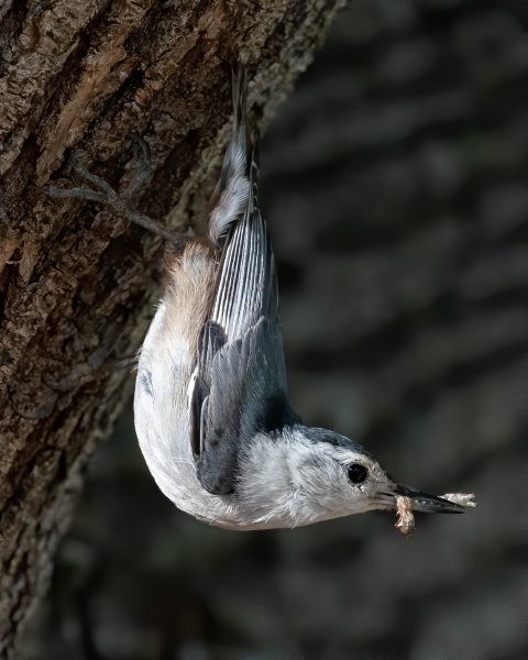 White Breasted Nuthatch with Meal - Jan Lightfoot