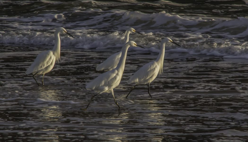 Egrets in the Surf - Peggy McCaleb