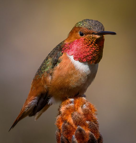 Male Allen's Hummingbird - Doug Arnold