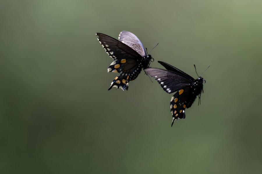Pipevine Swallowtail Aerial Dance - Tod Bice