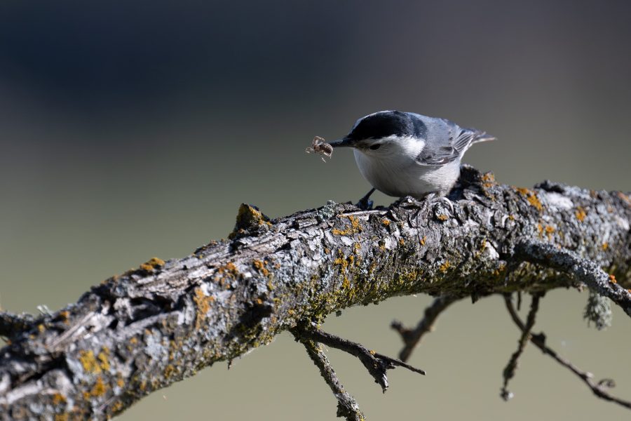 White-breasted Nuthatch with Spider - Tod Bice