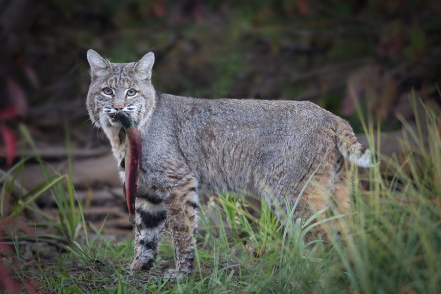 Bobcat pauses on trail with Kokanee Salmon catch - Heather Cline