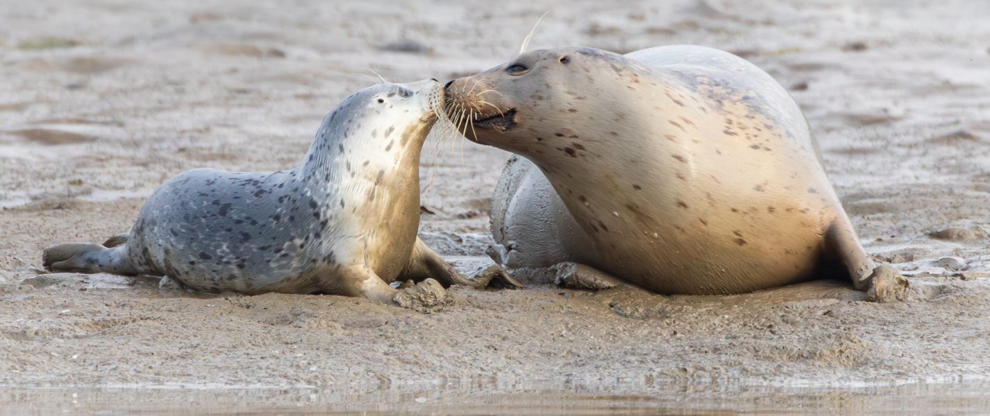 Mom and pup harbor seal nuzzle - Heather Cline