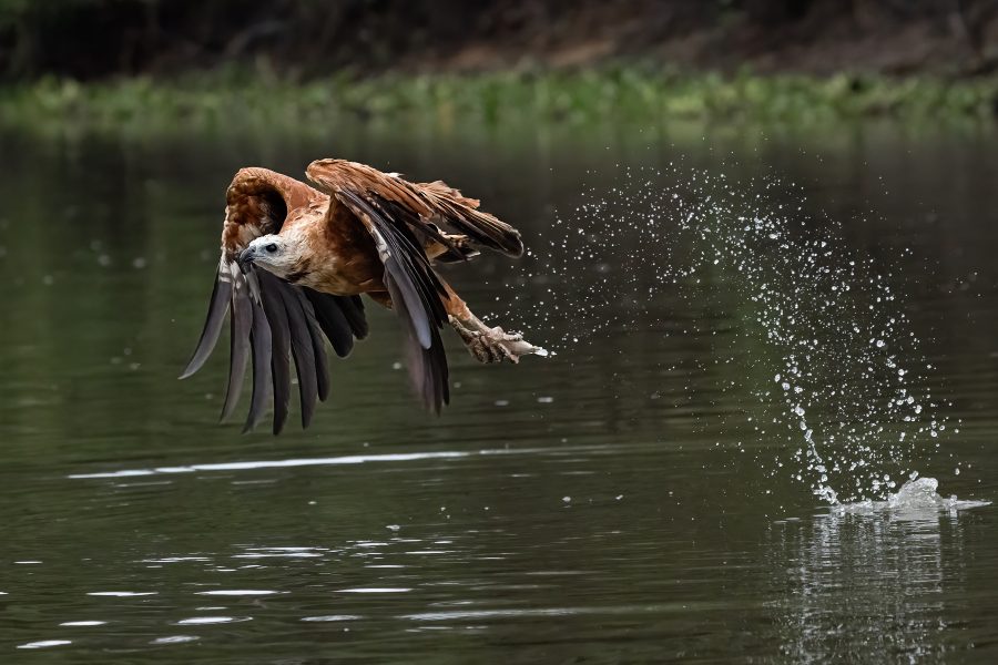 Black-Collared Hawk Grabbing Fish Pantanal Brazil - Don Goldman