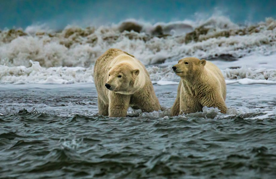 Polar Bears Braving Rough Seas Katkovik Alaska - Don Goldman
