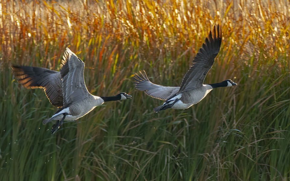 Canada Geese Lift Off - Truman Holtzclaw