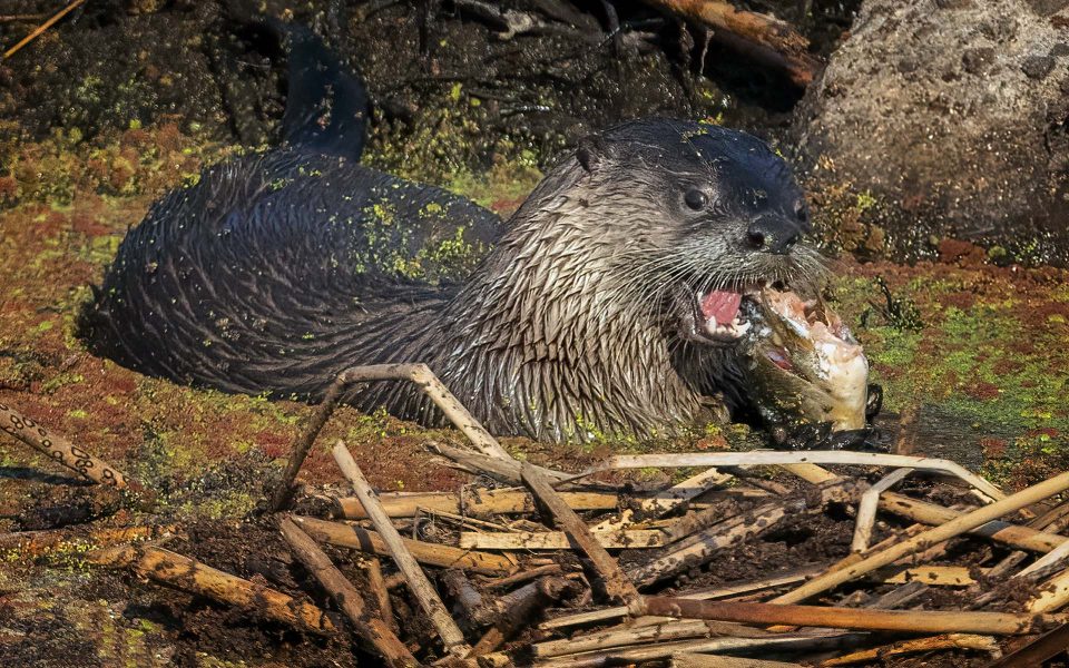 River Otter Feeds on Morning Catch - Truman Holtzclaw