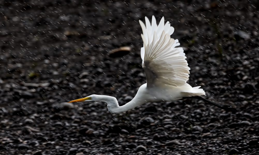 Great Egret Flying in the Rain - Leonard James