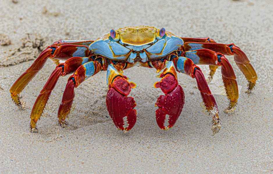 Sally Lightfoot Crab Grapsus grapsus - Leonard James