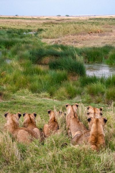A Pride of Young Lions Watching The Neighbors - Jan Lightfoot