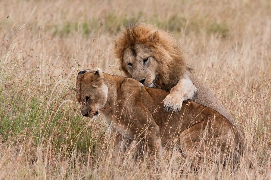 Lions Prepare for Mating - Jan Lightfoot