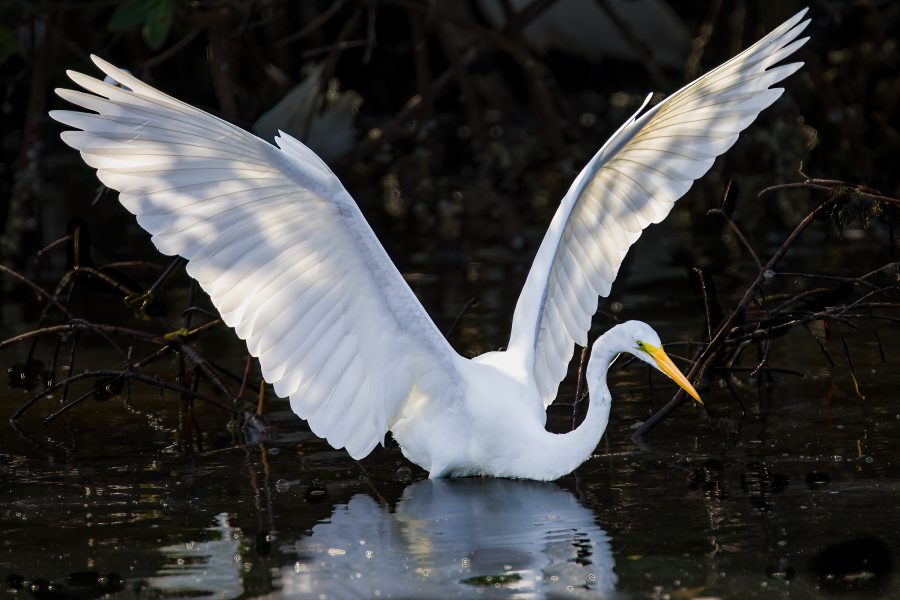 Great Egret Looking for Food in a Marsh - Jose Santos