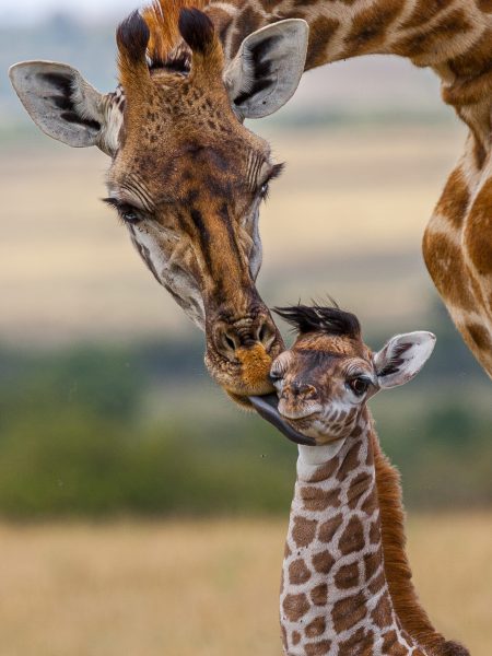 Mother Giraffe Cleaning Her Newborn Calf in Masai - Jose Santos (N4C Entry)