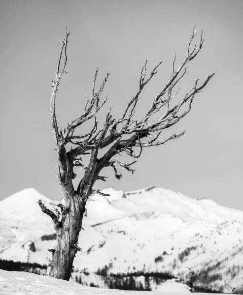 A Dead Tree on Waterhouse Peak in Winter - Aaron Vizzini