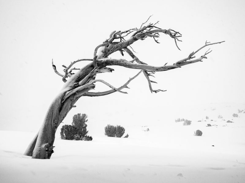 A Windswept Snag Amidst a Winter Landscape - Aaron Vizzini