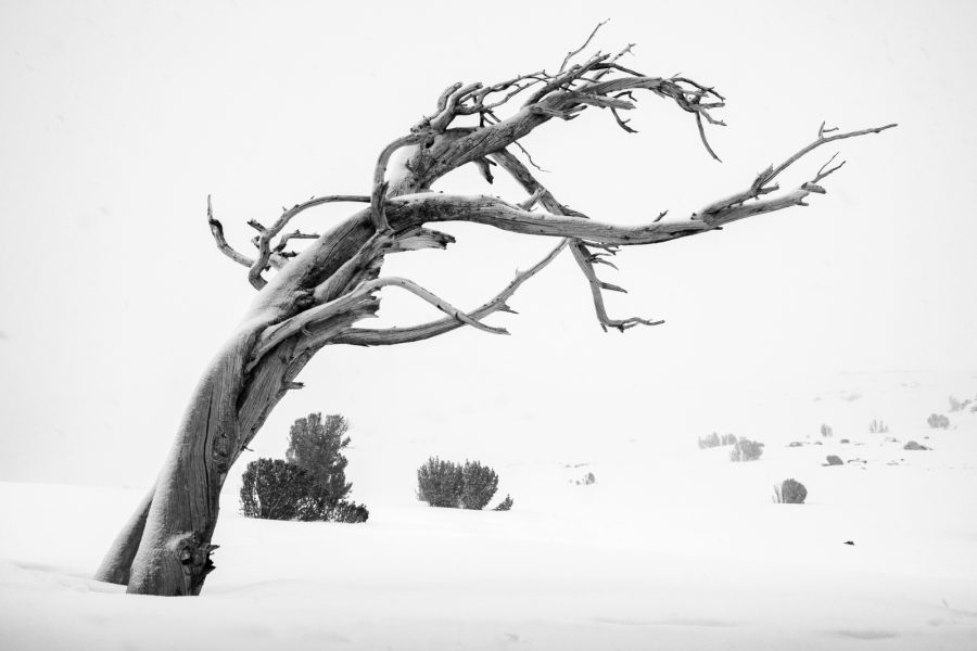A Windswept Snag Amidst a Winter Landscape - Aaron Vizzini