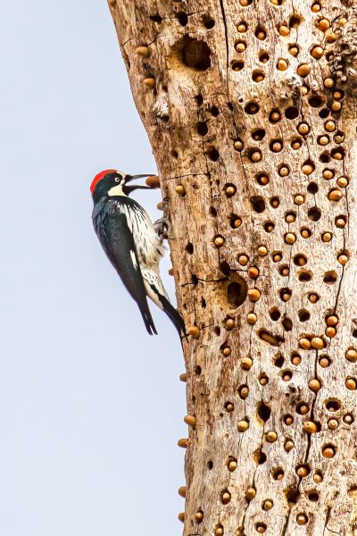Acorn Woodpecker Placing Acorn in Granary - Charlie Willard