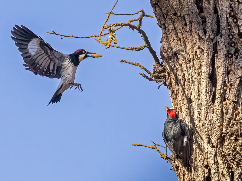 Acorn Woodpeckers Managing Acorns at Granary - Charlie Willard