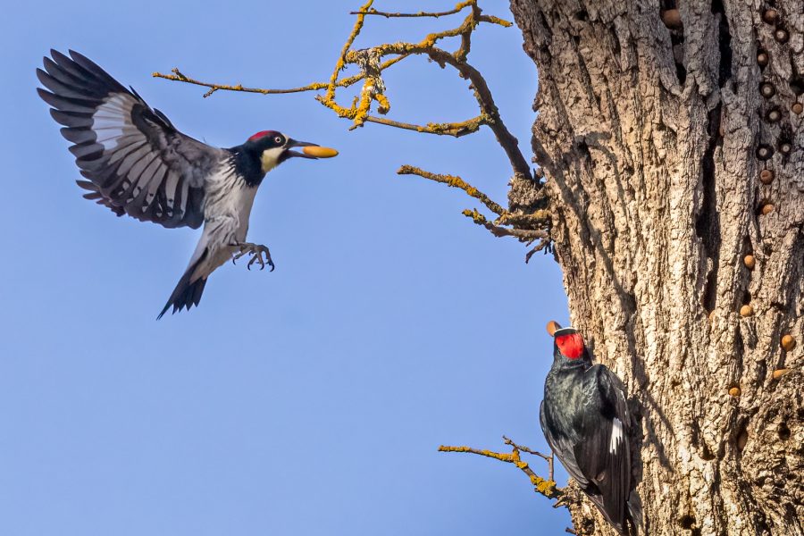 Acorn Woodpeckers Managing Acorns at Granary - Charlie Willard