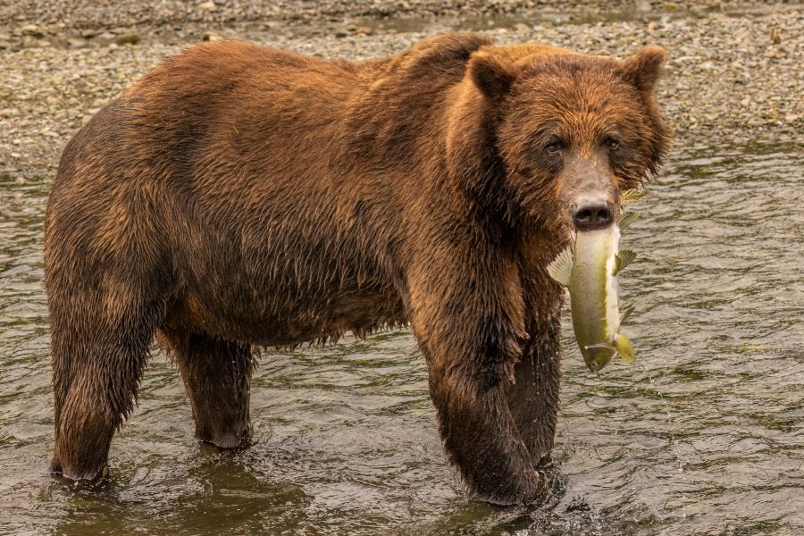 Alaskan Brown Bear with Salmon Pack Creek Alaska - Charlie Willard