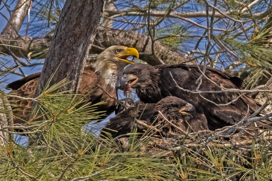 Bald Eagles on Nest Haliaeetus leucocephalus - Charlie Willard