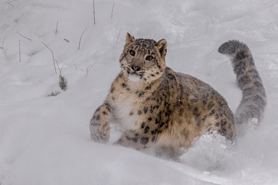 Snow Leopard Pursuing Prey - Charlie Willard